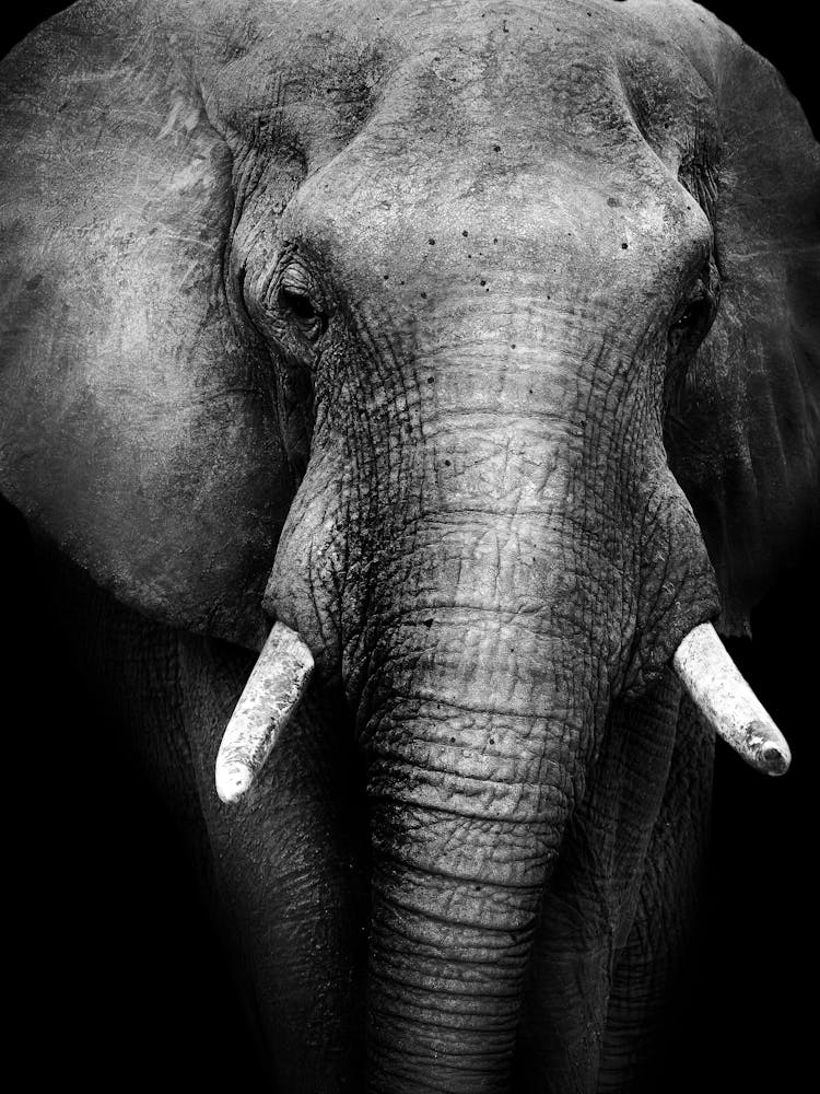 Portrait Of An Elephant