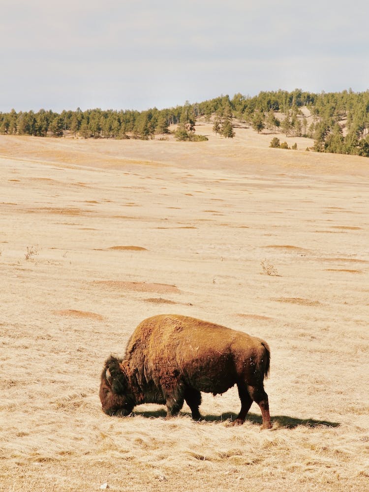 Montana Bison