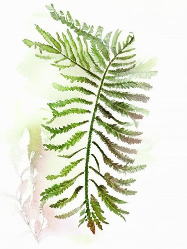 Interrupted Fern Wildflower Watercolour 1