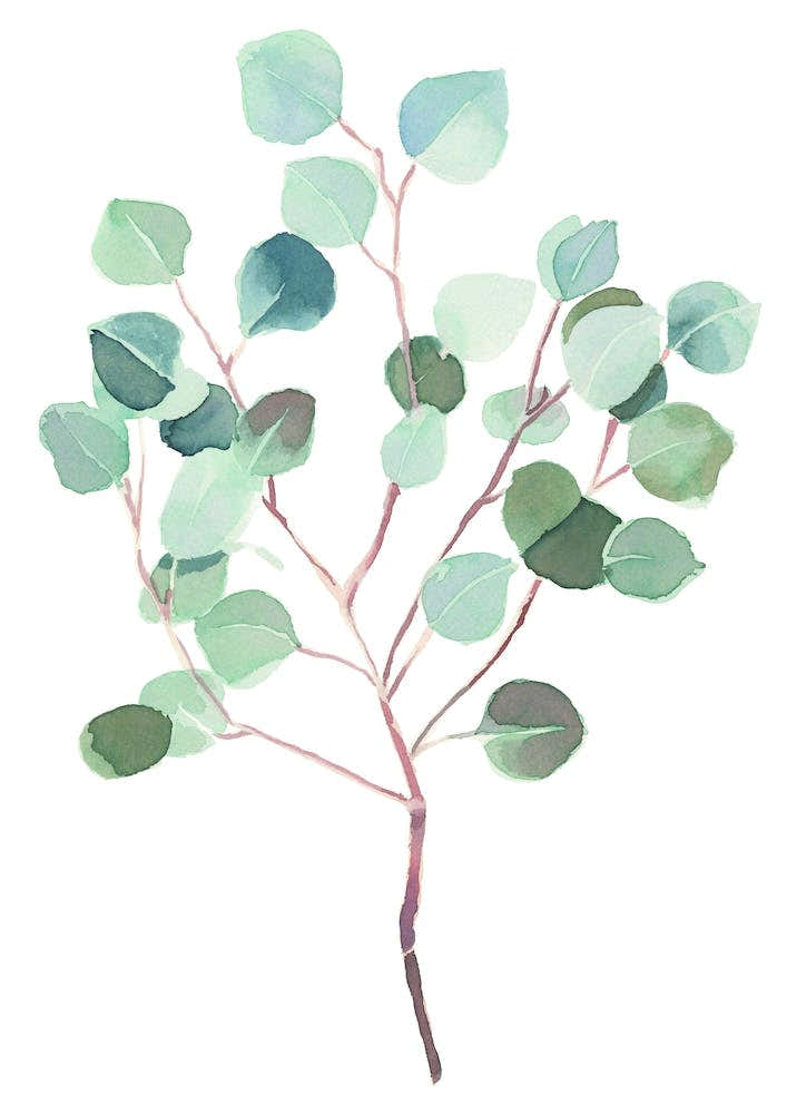 Eucalyptus