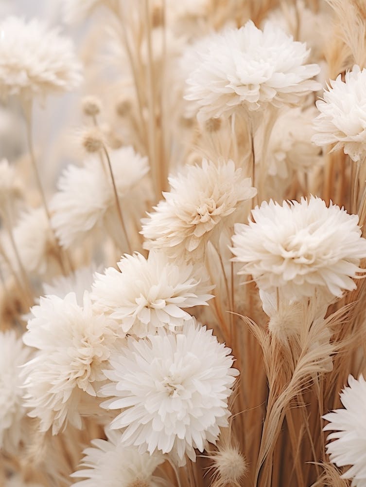 Boho Dried Flowers Asters 8