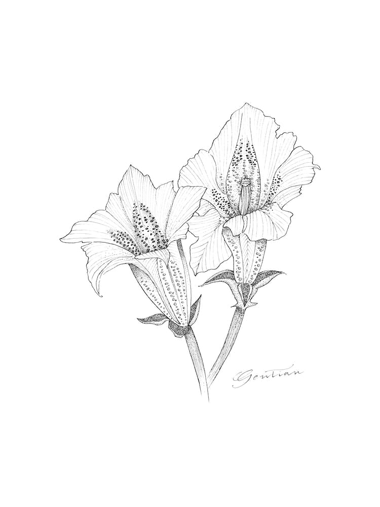 Gentian