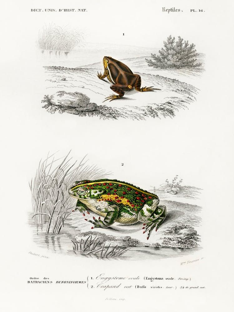 Oval Frog (Engystoma Ovale) And Green Toad (Bufo Viridis), Charles Dessalines D' Orbigny