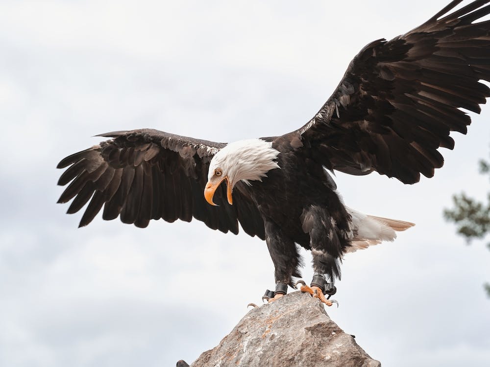 Bald Eagle Wings