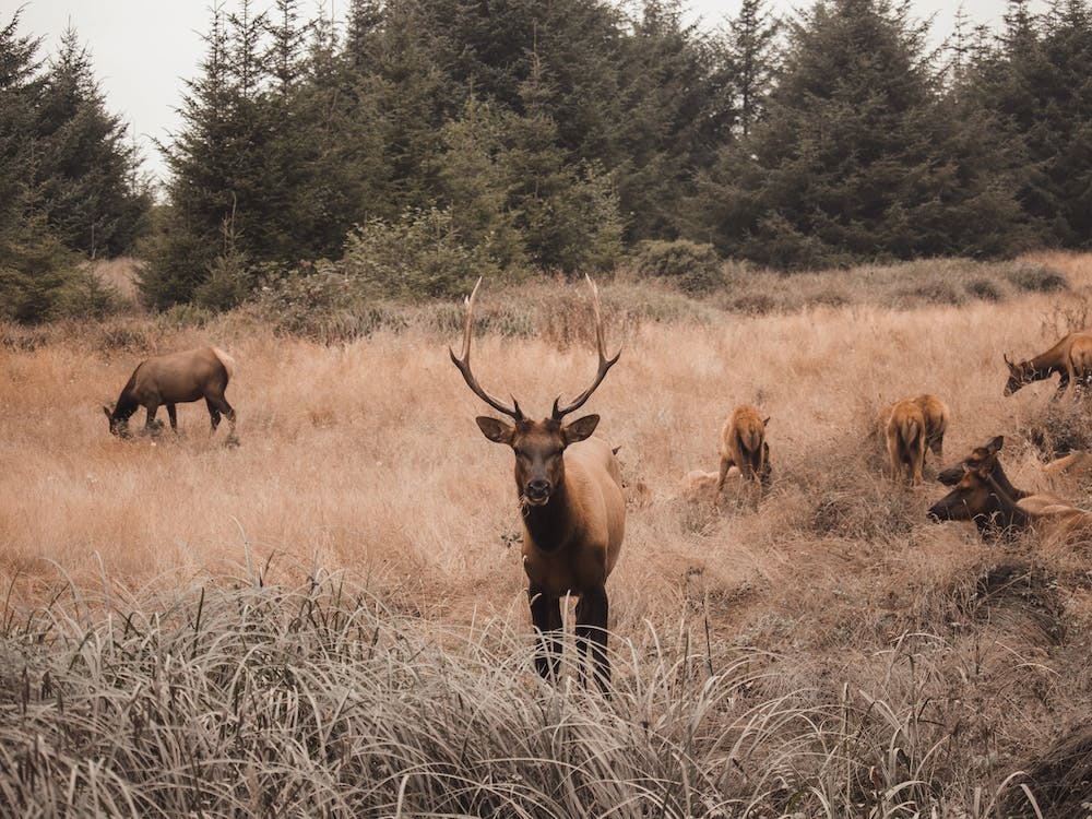 Arizona Elk Herd