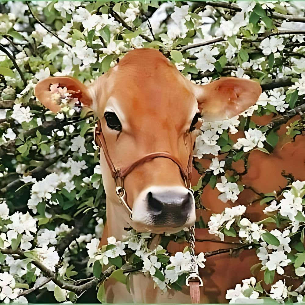 Cow In Blossom