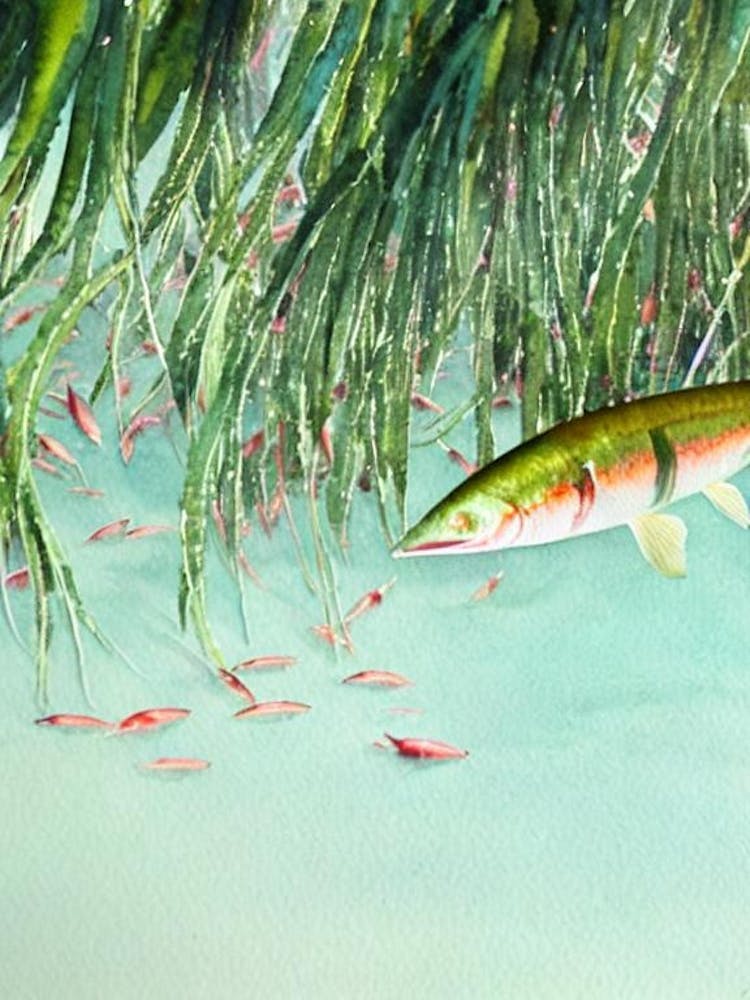 Antarctic Krill Storybook Watercolour