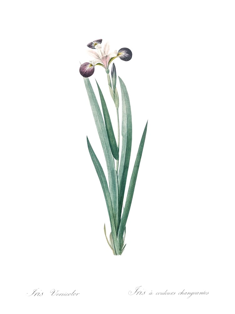 Harlequin Blueflag Illustration From Les Liliacées (1805), Pierre Joseph Redoute