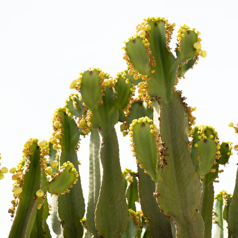 Cactus starting to bloom