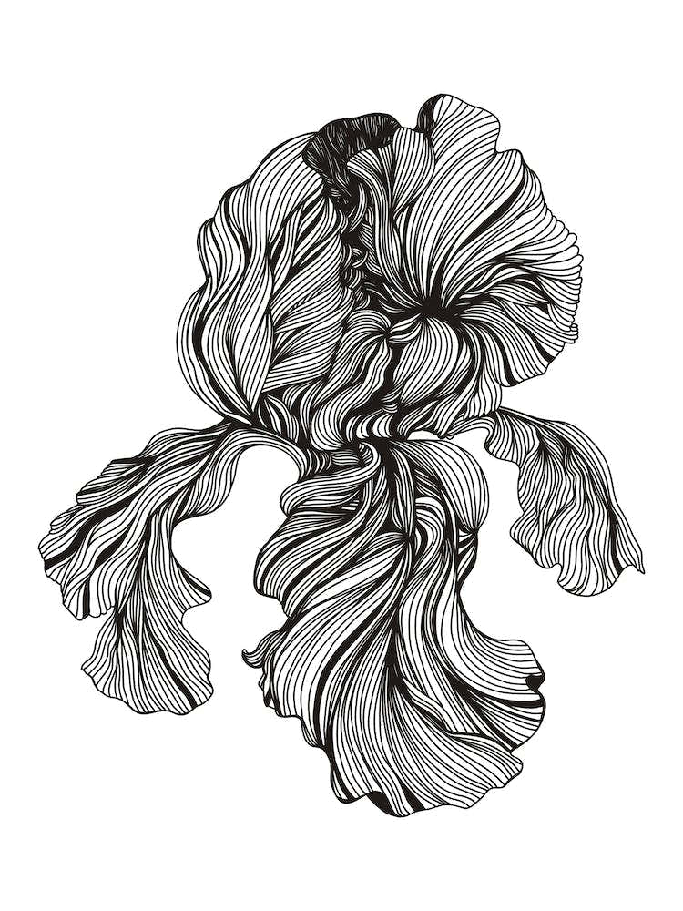 Iris Linear Drawing