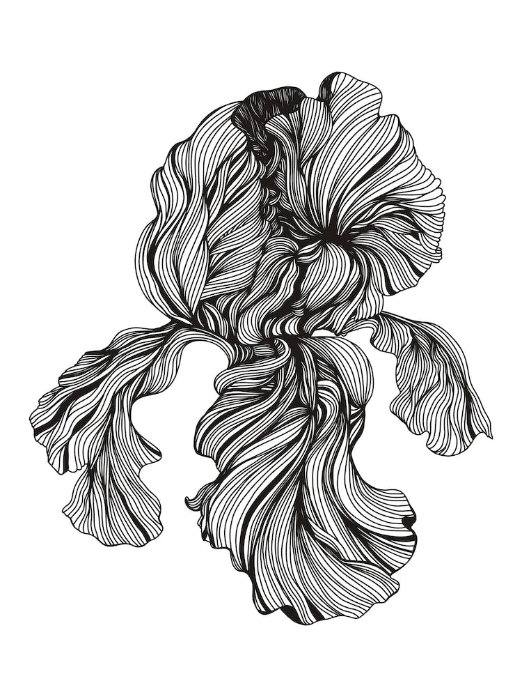 Iris Linear Drawing