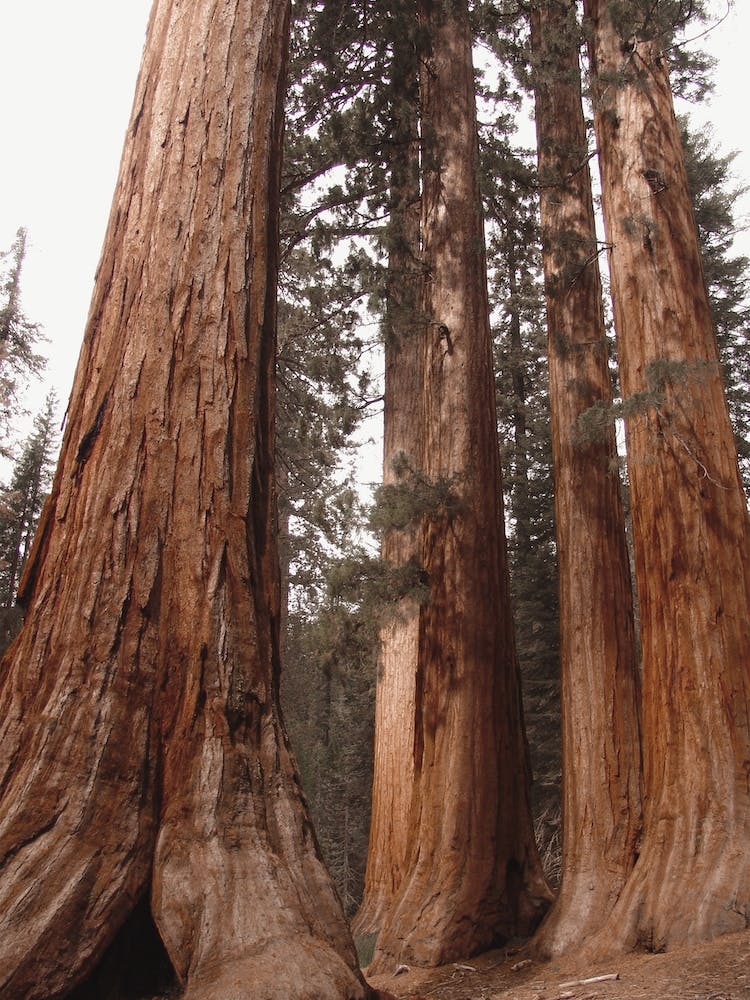 Huge Redwood Trees