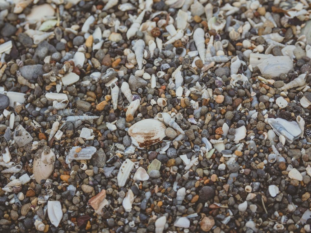 Tiny And Large Sea Shell And Rocks Texture Background 1