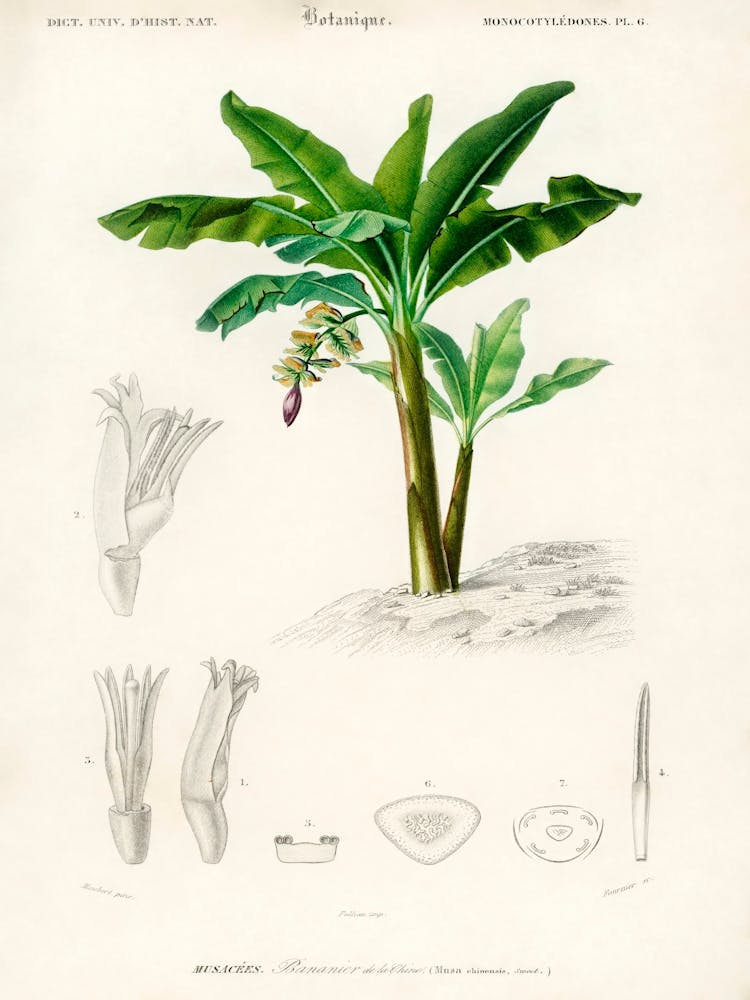 Musa Chinensis, Charles Dessalines D' Orbigny