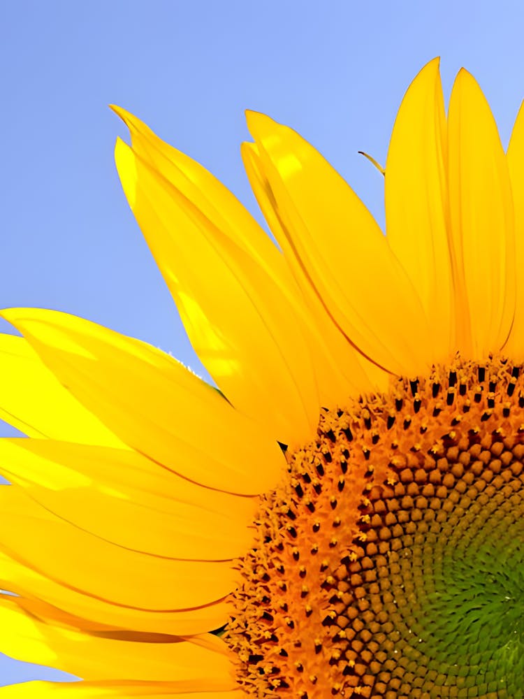 Sunflower 2