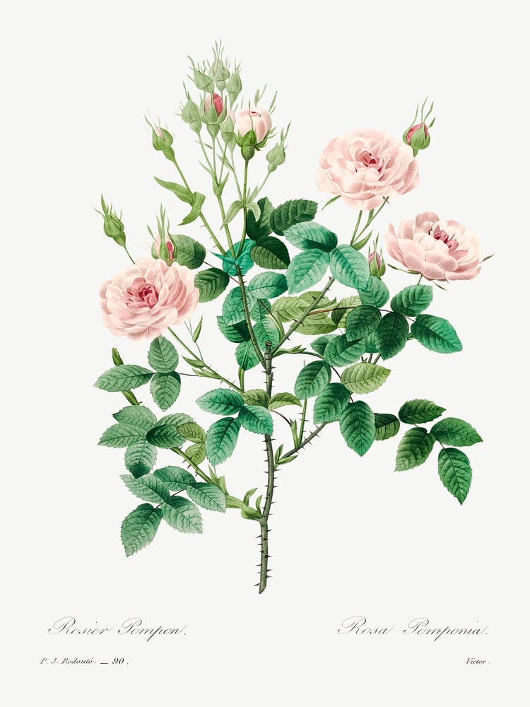 Rosier Pompon, Pierre Joseph Redoute