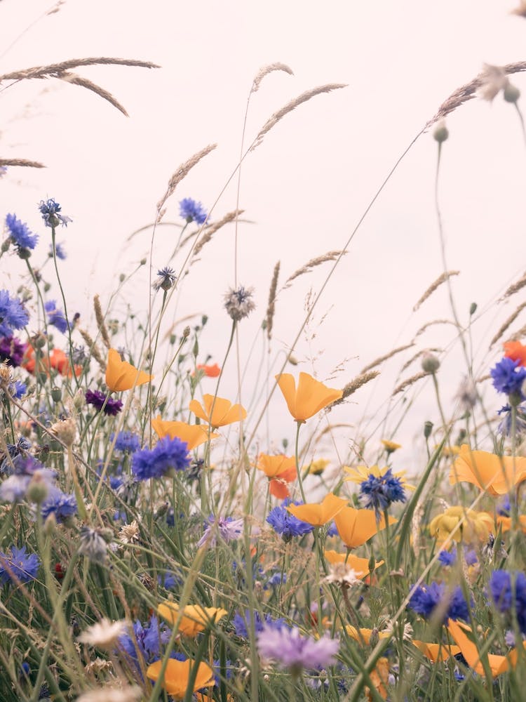 Wild Poppies 2