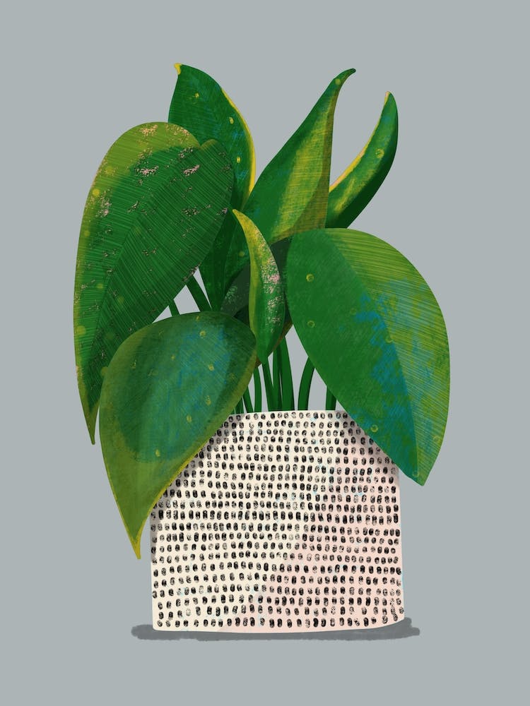 Rubber Plant Grey