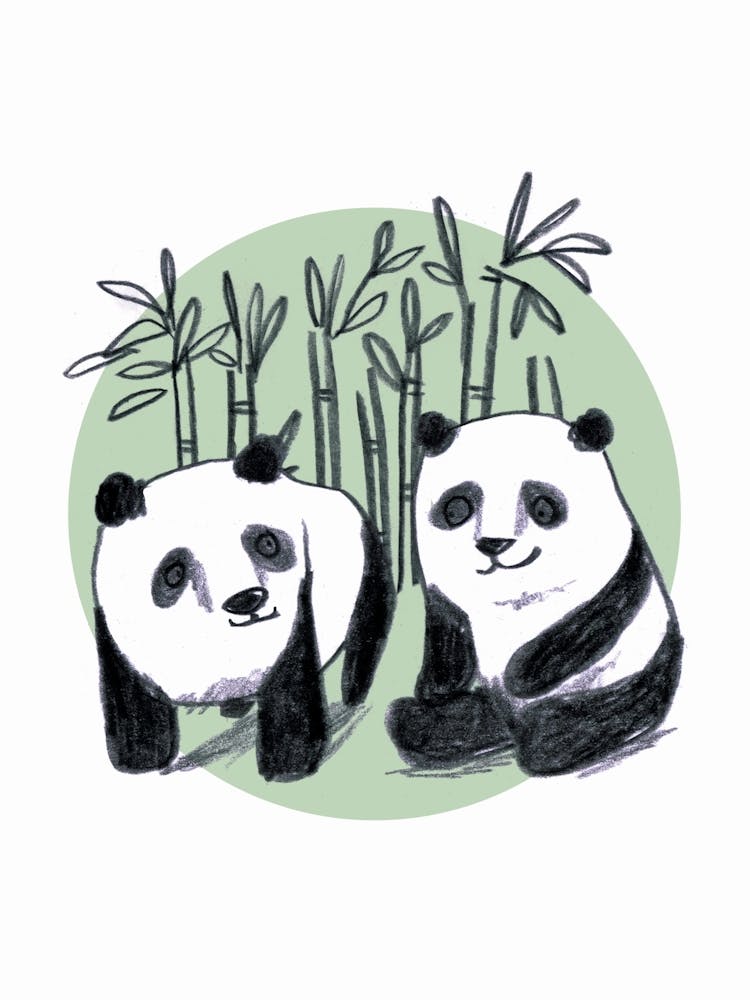 Panda Bears