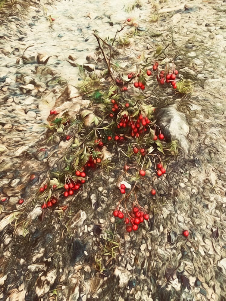 Red Berries On A Broken Branch