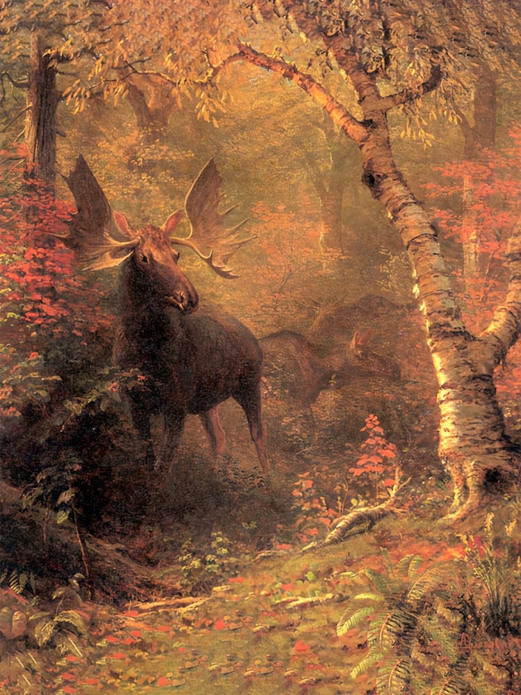 Moose, Bierstadt