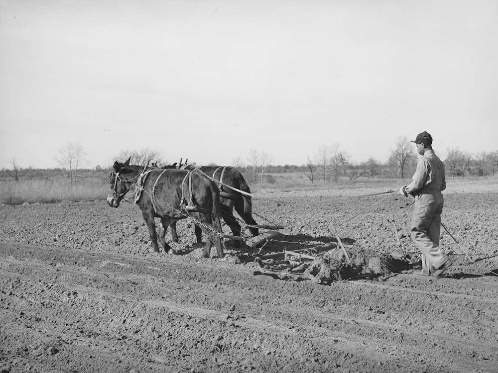 Son Of Pomp Hall, Tenant Farmer, Harrowing, Creek County, Oklahoma, See General Caption Number 23 By