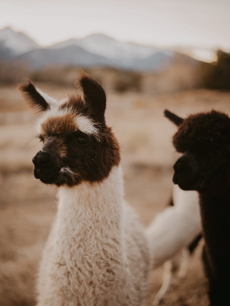 Alpaca Farm