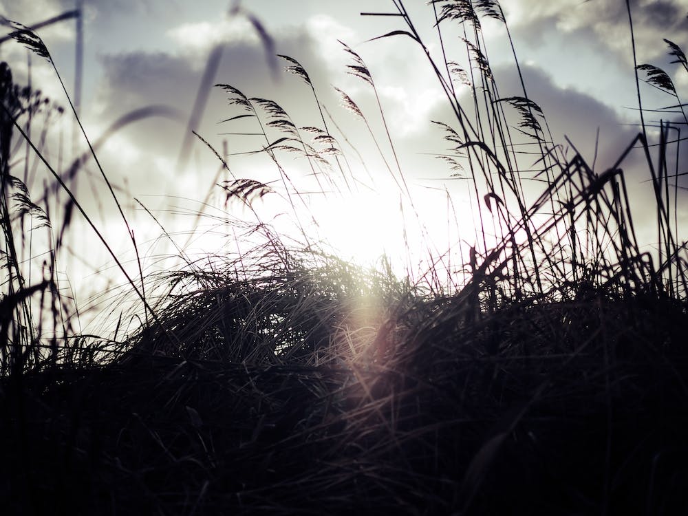 Reeds on the Beach 3