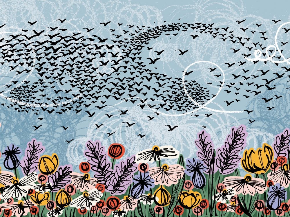 Starling Murmuration