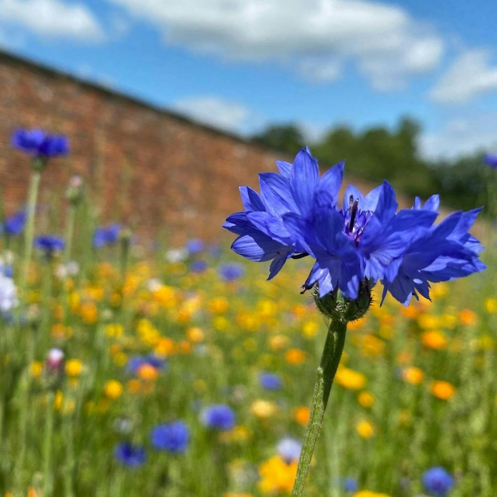 Blue Cornflowers in field | Nature Photography