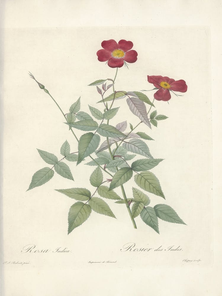 Rose Illustration, Pierre Joseph Redoute (85)