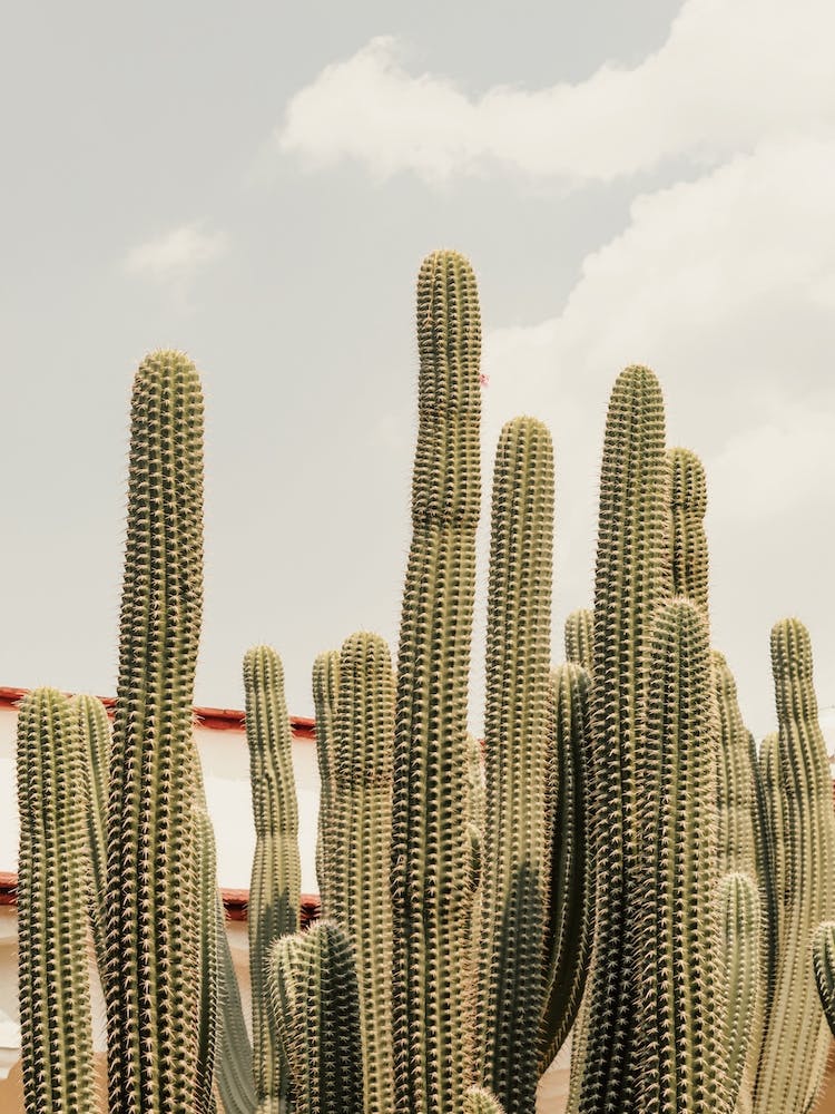 Mexico Cactus