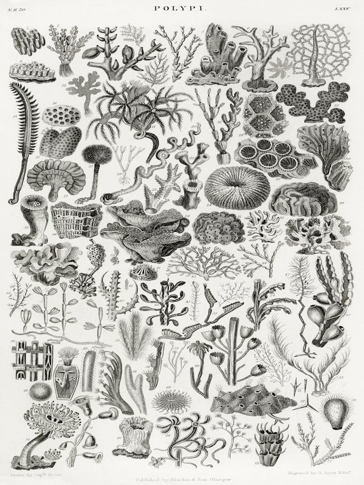 Polypi, Oliver Goldsmith