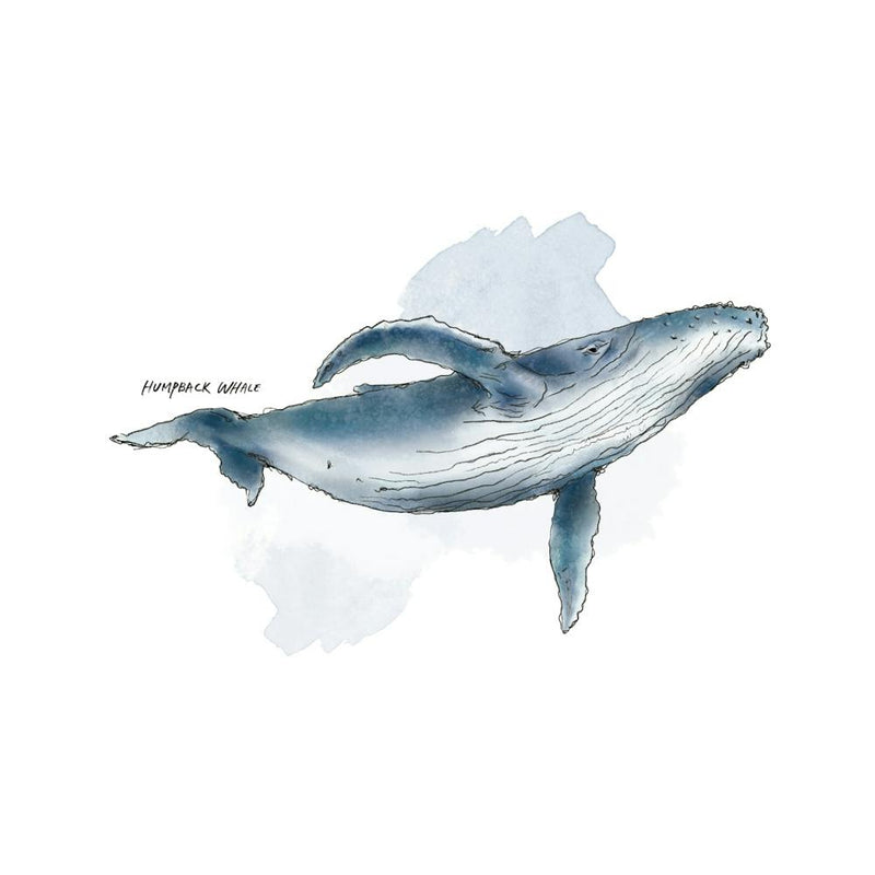 Humpback Whale