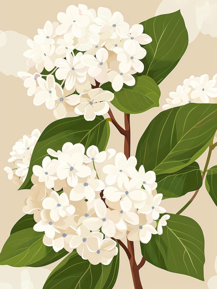 White Hydrangeas On A Branch