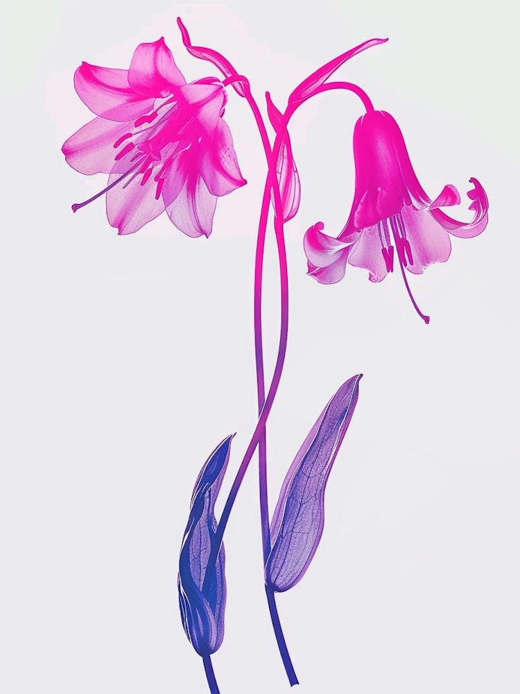 Hot Pink Bluebell 1