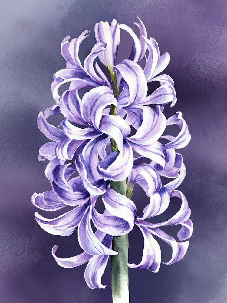 Hyacinths