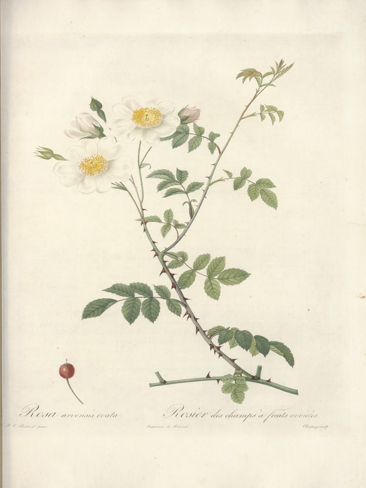 Rosen-Illustration, Pierre Joseph Redoute, Pierre Joseph Redoute(112)
