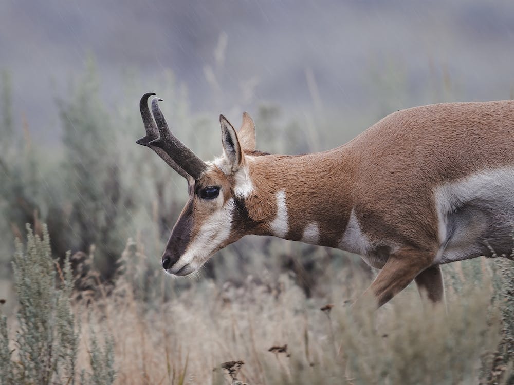 Amerikanische Antilope beim Grasen