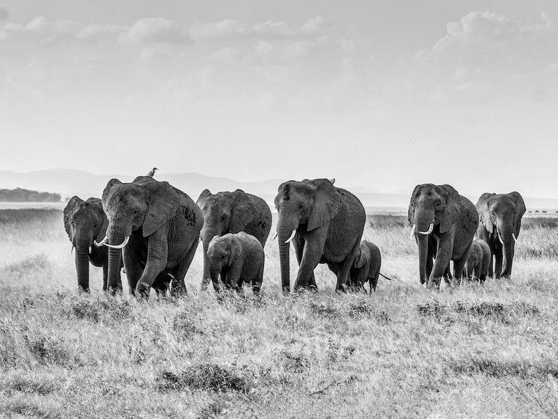 African Elephant Herd