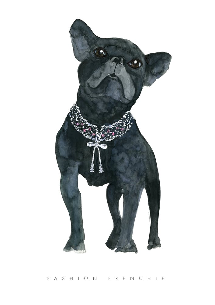 Fashion Frenchie