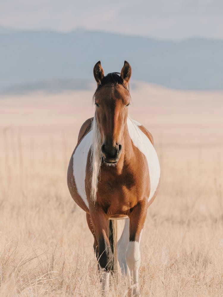 Horse Approaching