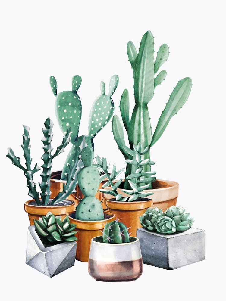 Watercolor Cactus Plants - Boho Painting