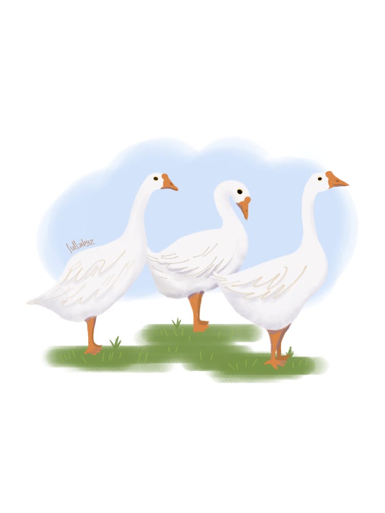 White Geese Illustration