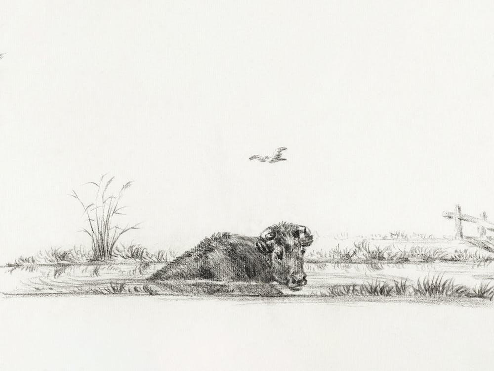 Cow In The Water, Jean Bernard