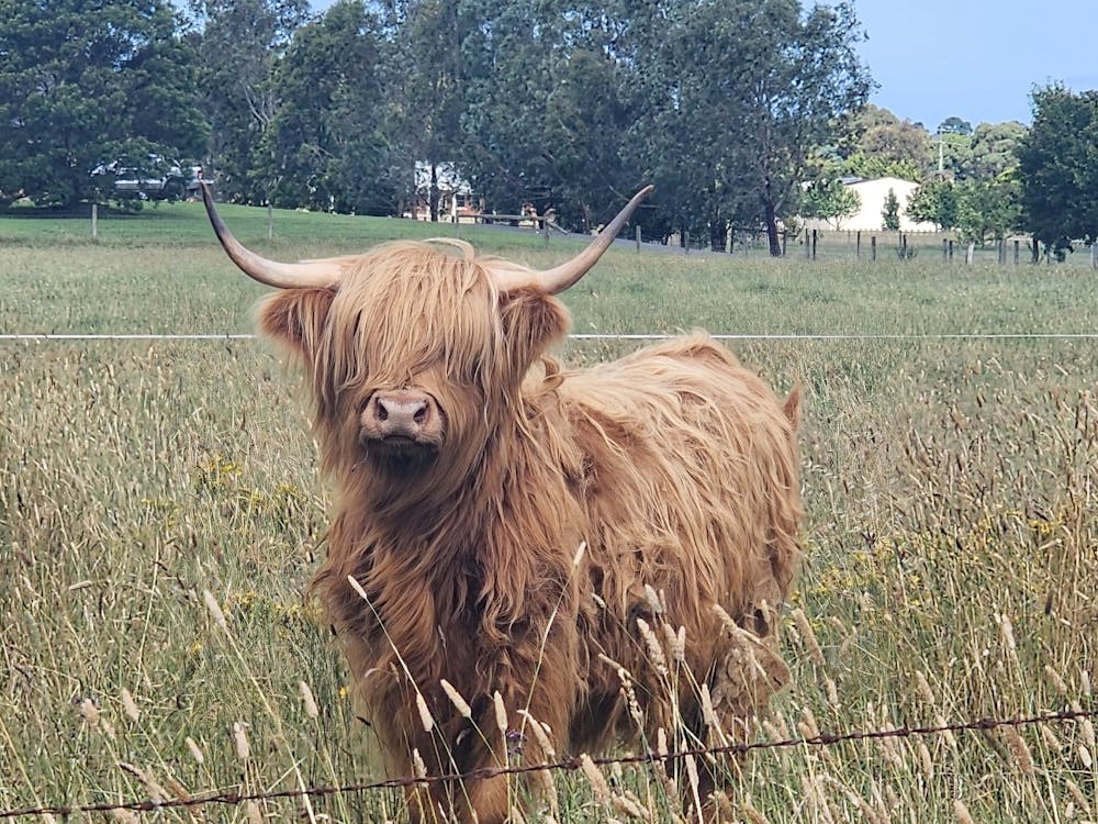 Highland Cow