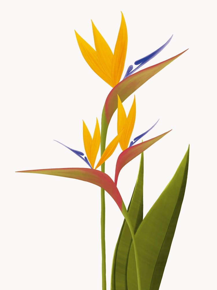 Bird Of Paradise Flower Illustration