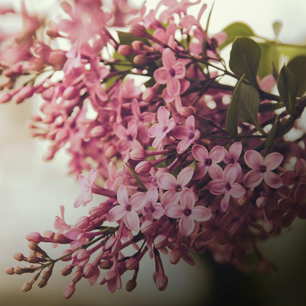 Lilac Love