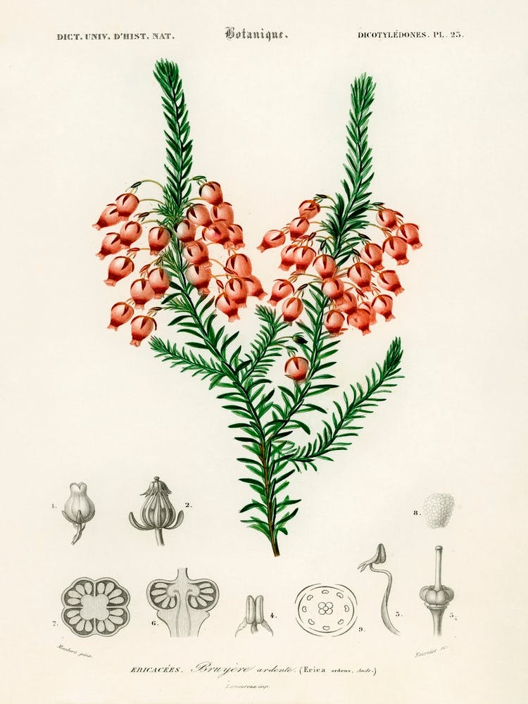 Erica Ardens, Charles Dessalines D' Orbigny