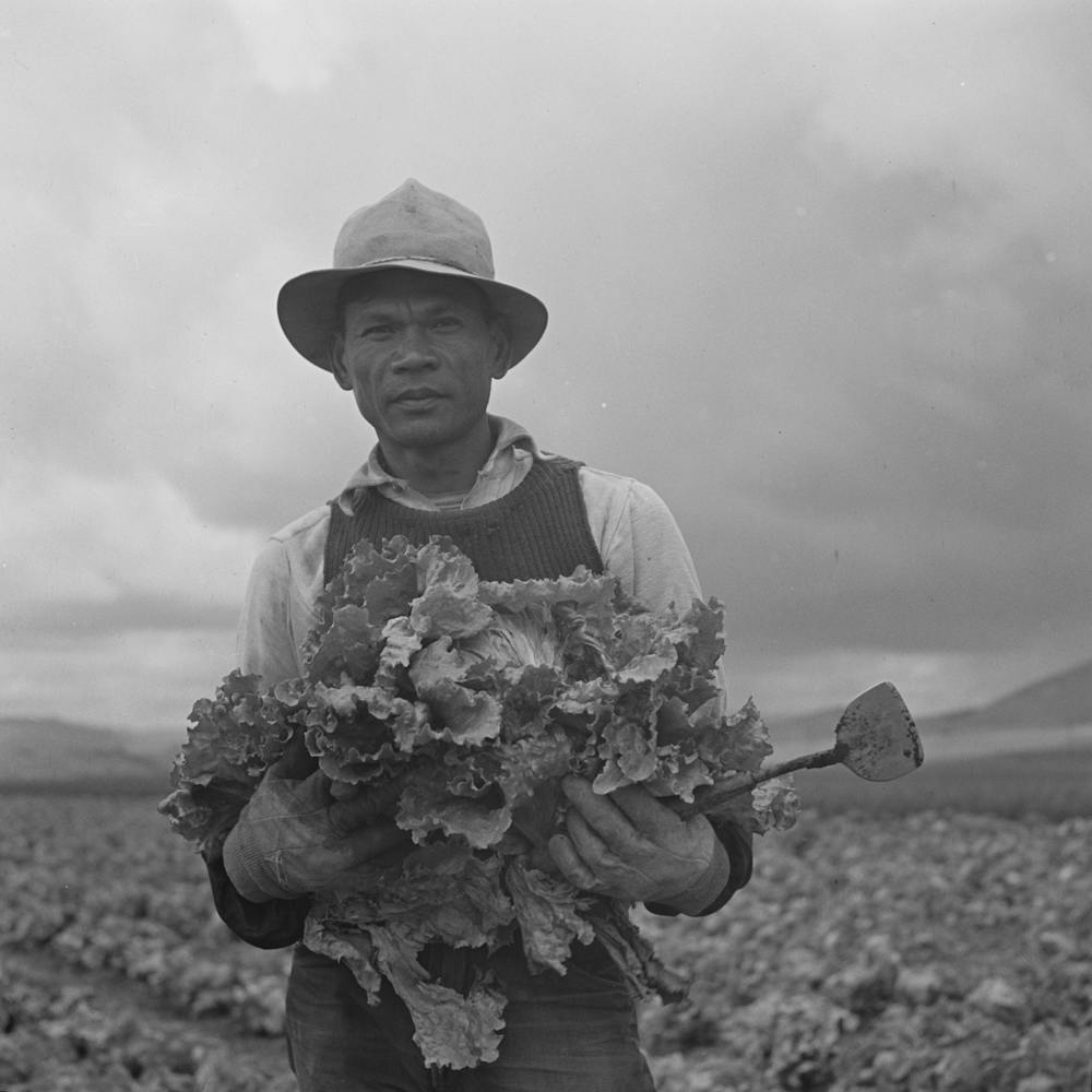 Untitled Photo, Possibly Related To San Benito County, California, Japanese American Who Is Working In Lettuce